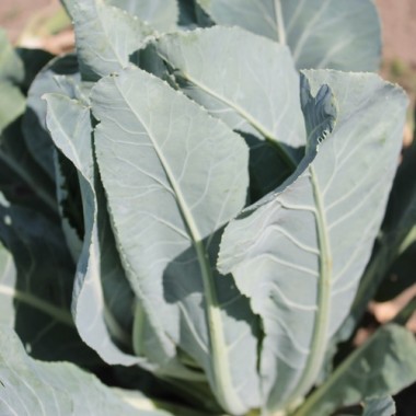 Blumenkohl Herbstriesen (Samen)