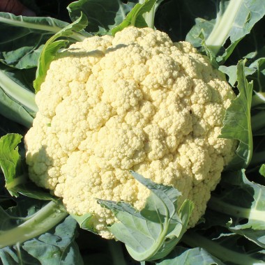 Blumenkohl Herbstriesen (Samen)