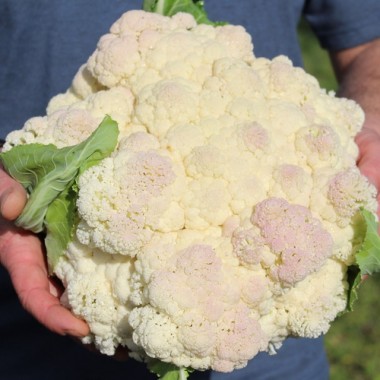 Blumenkohl Rober (Samen)