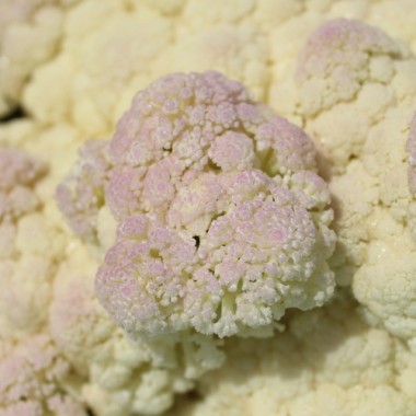 Blumenkohl Rober (Samen)