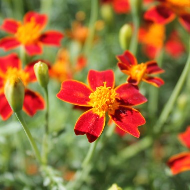 Blutorangengewürztagetes (Samen)