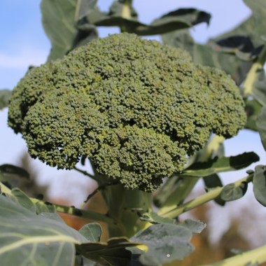 Broccoli Calabrese (Samen)
