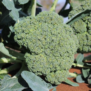 Broccoli Cezar (Samen)