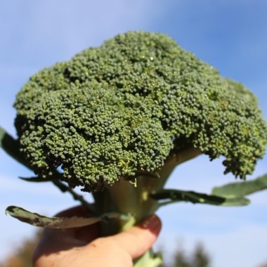 Broccoli Cezar (Samen)