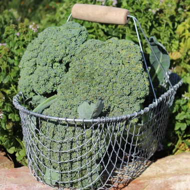Broccoli Cezar (Samen)