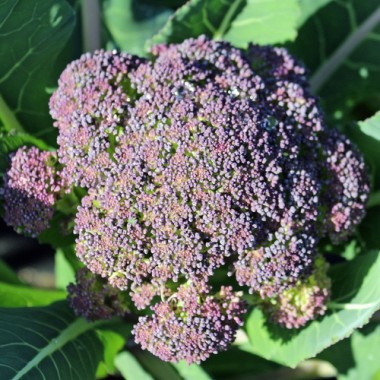 Broccoli Miranda (Samen)