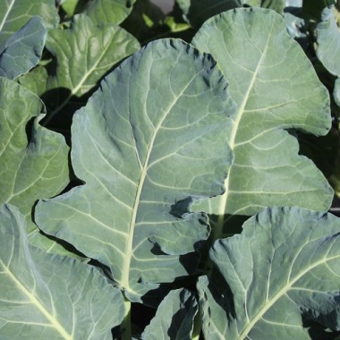 Broccoli Waltham (Samen)