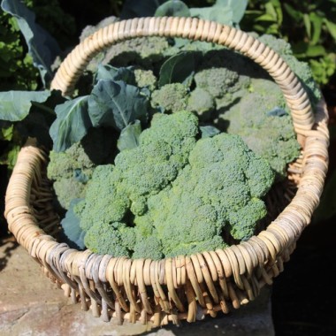 Broccoli Waltham (Samen)
