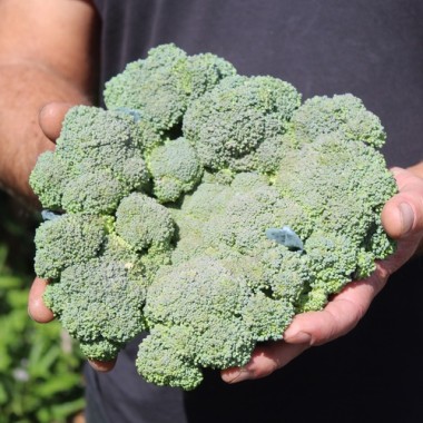 Broccoli Waltham (Samen)