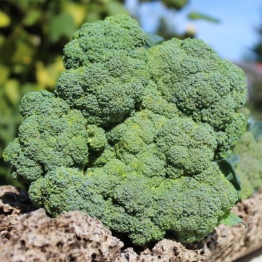 Broccoli Waltham (Samen)