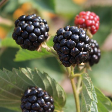 Brombeere Asterina  (Pflanze)