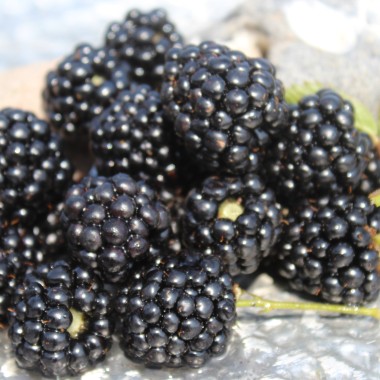 Brombeere Asterina  (Pflanze)