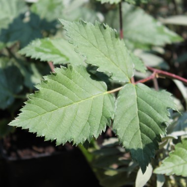 Brombeere Asterina  (Pflanze)