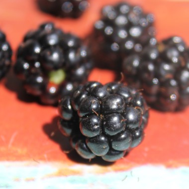 Zwerg-Brombeere Little Black Prince (Pflanze)