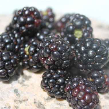 Zwerg-Brombeere Little Black Prince (Pflanze)