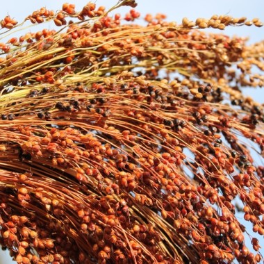 Broom Corn Mixed Colours - Bunte Besenhirse (Samen)