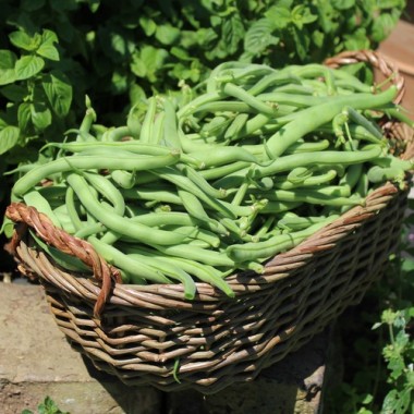 Buschbohne Tendergreen (Samen)