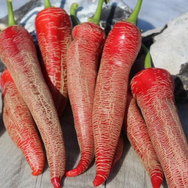 Chili Albanian Red Hot (Schärfe 2) (Samen)