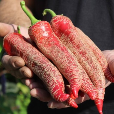Rot Peperoni Penis Hot lustig-Paprika Samen Capsicum annuum Chili Pflanzen