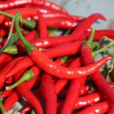 Preview: Chili Bird's Eye (Schärfe 9) (Samen)