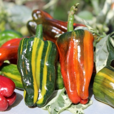 Chili Bryan’s Rainbow Blood (panaschiert) (Schärfe 6) (Samen)