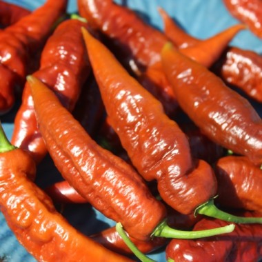 Neu! Chili Caramello (Schärfe 2) (Samen)