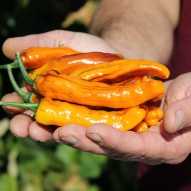 Neu! Chili Cassius Longinus (panaschiert) (Schärfe 4) (Samen)
