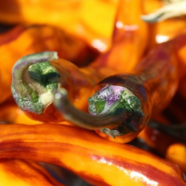 Neu! Chili Cassius Longinus (panaschiert) (Schärfe 4) (Samen)