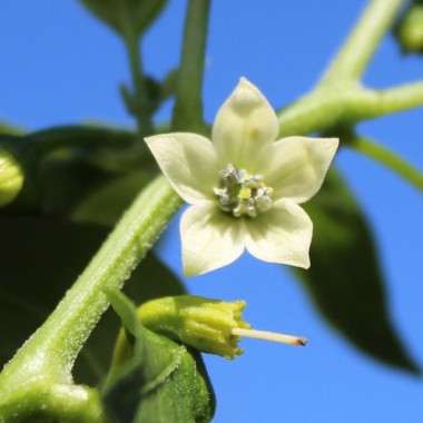 Chili Cayenne Orange (Schärfe 8) (Samen)