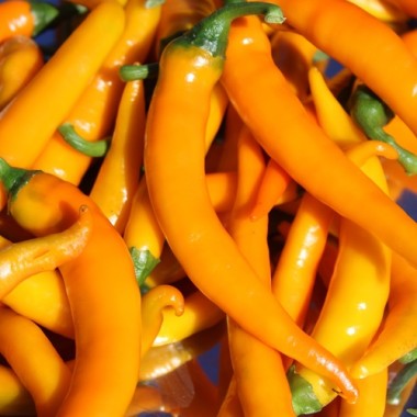 Chili Cayenne Orange (Schärfe 8) (Samen)