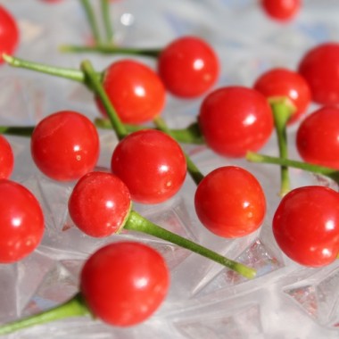 Chili Charapita rot (Schärfe 9) (Samen)