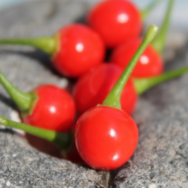 Chili Charapita rot (Schärfe 9) (Samen)