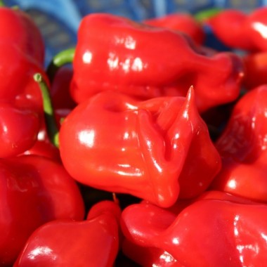 Neu! Chili Faddas Reaper Perfume (Schärfe 6) (Samen)