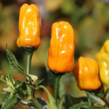 Chili Fish Pepper Orange (Schärfe 6) (Samen)