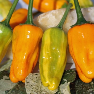 Chili Fish Pepper Orange (Schärfe 6) (Samen)