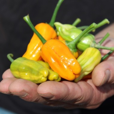 Chili Fish Pepper Orange (Schärfe 6) (Samen)