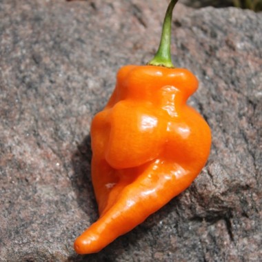 Chili Habanada (Schärfe 0) (Samen)