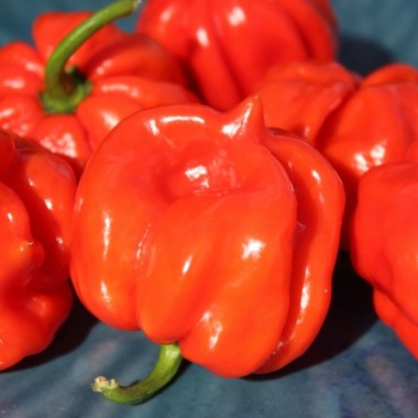 Chili Habanero El Remo (Schärfe 2) (Samen)