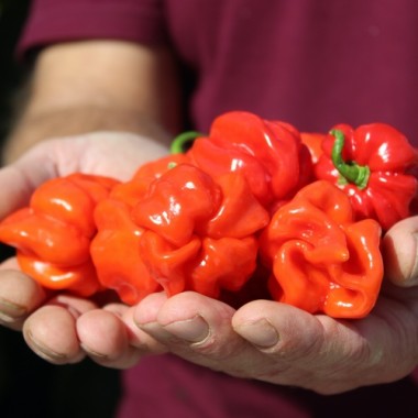 Preview: Chili Habanero El Remo (Schärfe 2) (Samen)