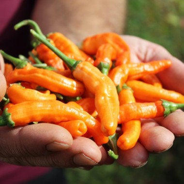 Neu! Chili Intergalactic (panaschiert) (Schärfe 5) (Samen)