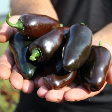 Neu! Chili Jalapeno Black Marrocan (Schärfe 4) (Samen)