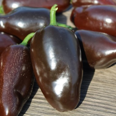 Neu! Chili Jalapeno Black Marrocan (Schärfe 4) (Samen)