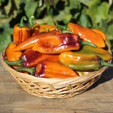 Neu! Chili Kandam (panaschiert) (Schärfe 4) (Samen)