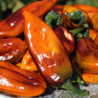 Neu! Chili Kandam (panaschiert) (Schärfe 4) (Samen)