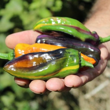 Neu! Chili Kandam (panaschiert) (Schärfe 4) (Samen)