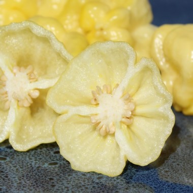 Neu! Chili Khang Starr Lemon Starrburst (Schärfe 10) (Samen)