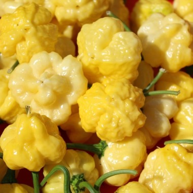 Neu! Chili Khang Starr Lemon Starrburst (Schärfe 10) (Samen)