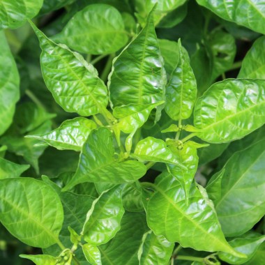 Chili Manabi Sweet (Schärfe 1) (Samen)