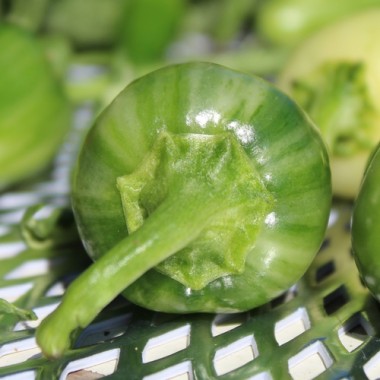 Chili Mattapeno (panaschiert) (Schärfe 5) (Samen)