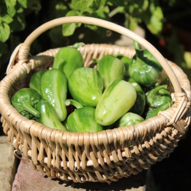 Chili Mattapeno (panaschiert) (Schärfe 5) (Samen)